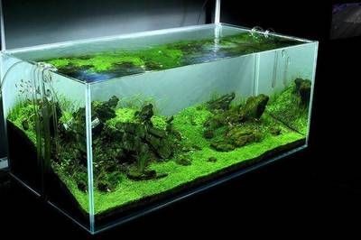 魚缸造景培訓機構哪家好：廣州水草造景培訓機構