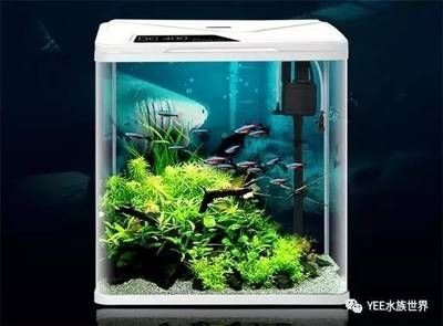 維護魚缸：關于魚缸維護的詳細步驟