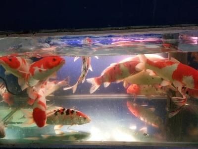 維護魚缸：關于魚缸維護的詳細步驟