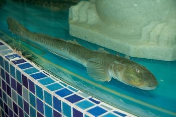 龍魚去哪里批發最好吃：泰國龍魚養殖技術特點：北京專業龍魚批發商推薦