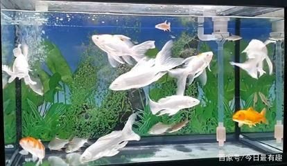 魚缸里的魚聚在一起是什么意思啊：為什么魚缸里的魚聚在一起