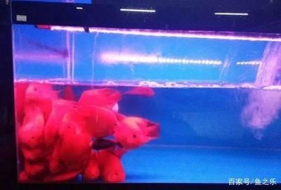 魚缸里的魚聚在一起是什么意思啊：為什么魚缸里的魚聚在一起