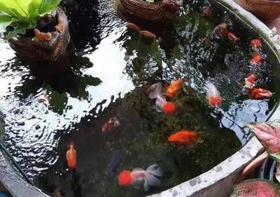 魚缸里的魚聚在一起是什么意思啊：為什么魚缸里的魚聚在一起