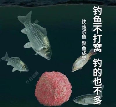 魚缸里的魚聚在一起是什么意思啊：為什么魚缸里的魚聚在一起