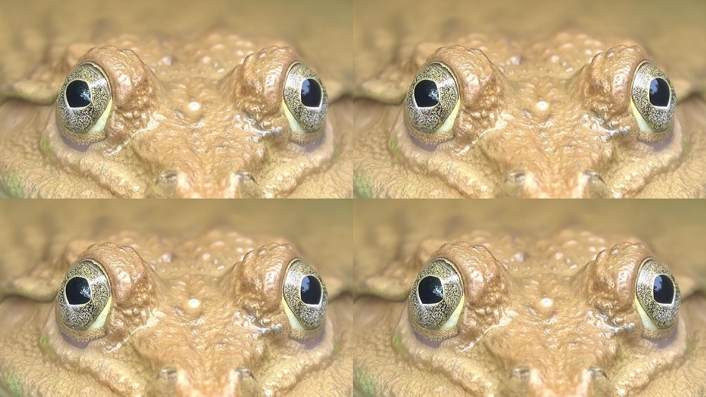龍魚青蛙眼（“龍魚青蛙眼”可能是指某種具有特殊眼睛特征的龍魚）