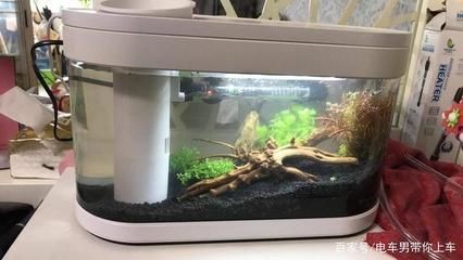魚缸使用方法視頻：魚缸使用方法教程