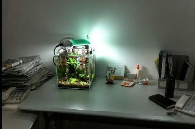 魚缸使用方法視頻：魚缸使用方法教程