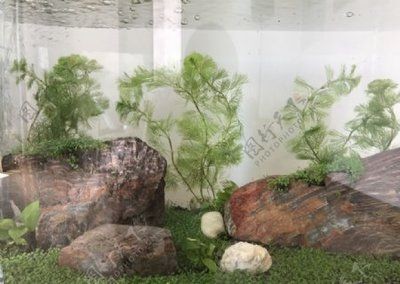 一米的魚(yú)缸怎么造景好看