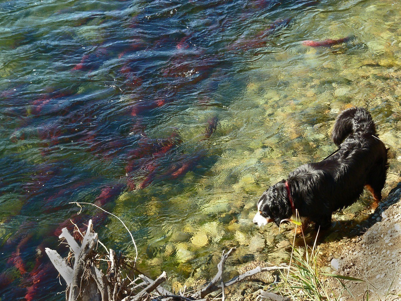 綠園區大自然花鳥魚商城明升魚具店成為首選魚具購物地點