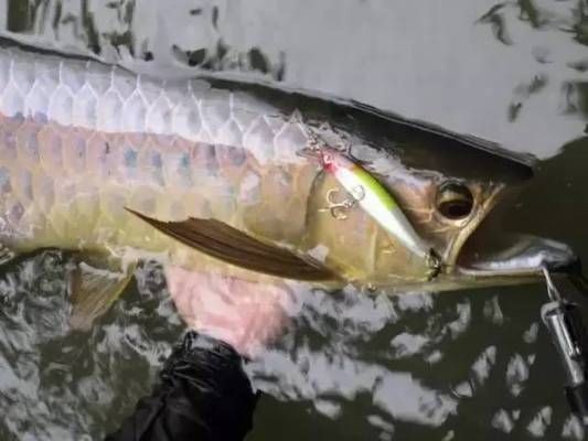 日本金龍魚鉤好用嗎知乎，日本金龍魚鉤與達摩鉤對比，金龍魚鉤價格區(qū)間查詢