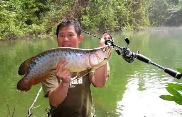 日本金龍魚鉤好用嗎知乎，日本金龍魚鉤與達摩鉤對比，金龍魚鉤價格區(qū)間查詢