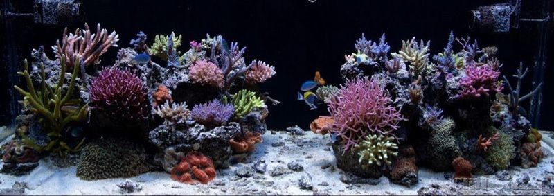 海沙能不能放魚缸里造景（海沙可以放入魚缸進行造景）