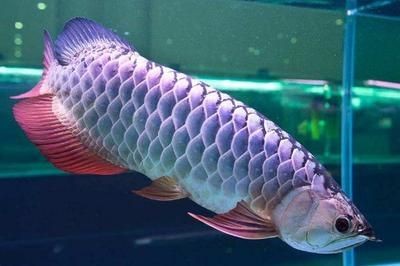 龍魚愿意跳缸么（龍魚愿意“跳缸”么？）