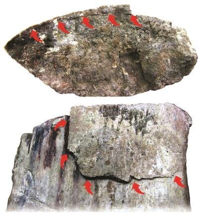 還有哪些古生物學中的“病龍”案例？