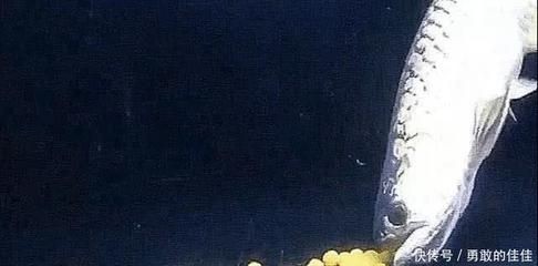 金龍魚下蛋怎么孵化的（金龍魚的繁殖過程及孵化步驟）