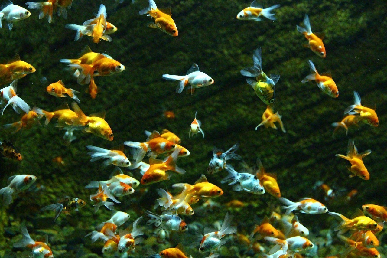 鄧州市御水錦鯉金魚水族館（鄧州市御水錦鯉金魚水族館電話）