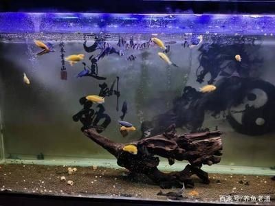 觀賞魚混養的技巧：關于觀賞魚混養的幾個問題