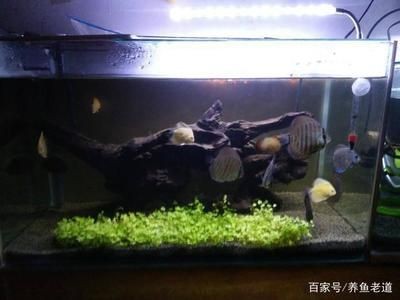 觀賞魚混養的技巧：關于觀賞魚混養的幾個問題
