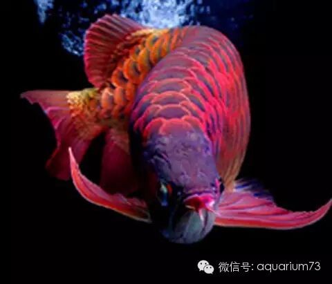 龍魚技巧大全,精華！