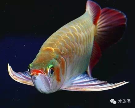 龍魚技巧大全,精華！