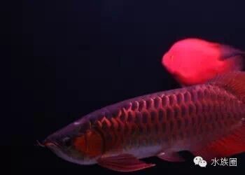 龍魚技巧大全,精華！