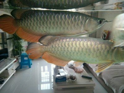 龍魚治療外寄的方法包括升溫的步驟是詳細的解釋：升溫治療：龍魚治療外寄可以使用升溫的方法嗎？