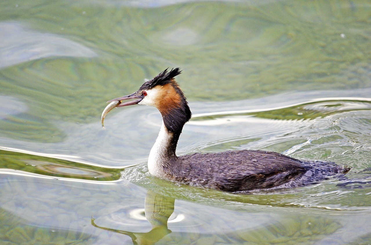 浙江鳳起花鳥城凡彩水族商行，