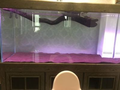 龍魚水怎么養：關于養龍魚的具體建議