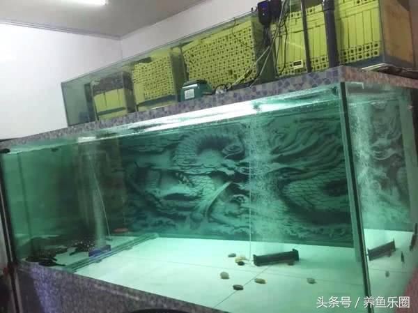 龍魚水怎么養：關于養龍魚的具體建議