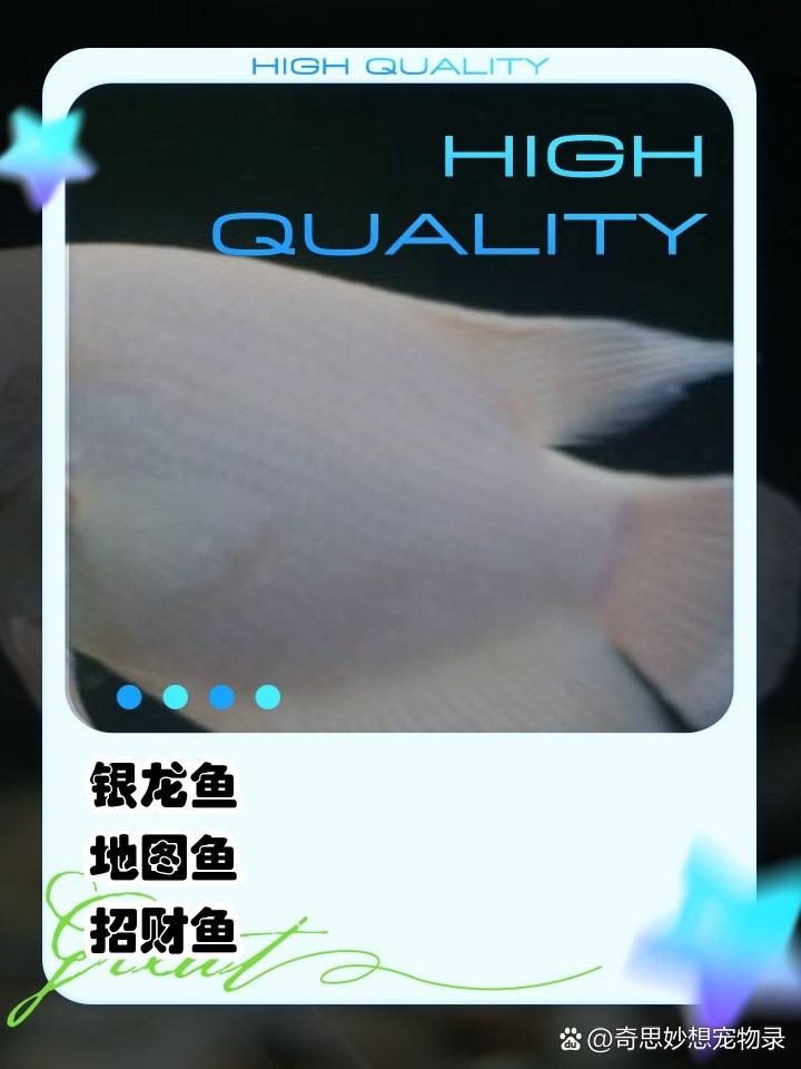 銀龍魚和鸚鵡魚混養吃什么魚食好養