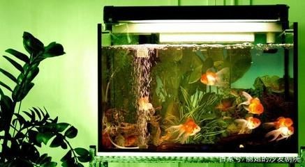 觀賞魚缸適合養什么魚最好養的（觀賞魚的養殖技巧）