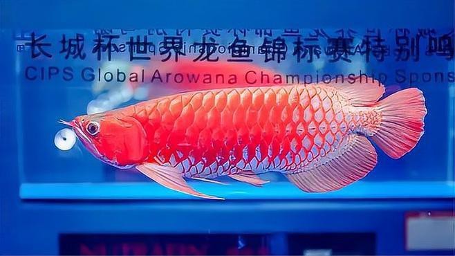 萬巔龍魚怎么樣