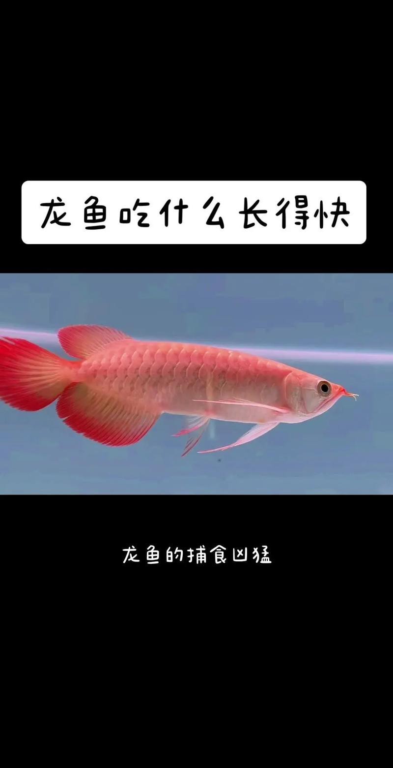 白金龍魚吃什么長得快一點