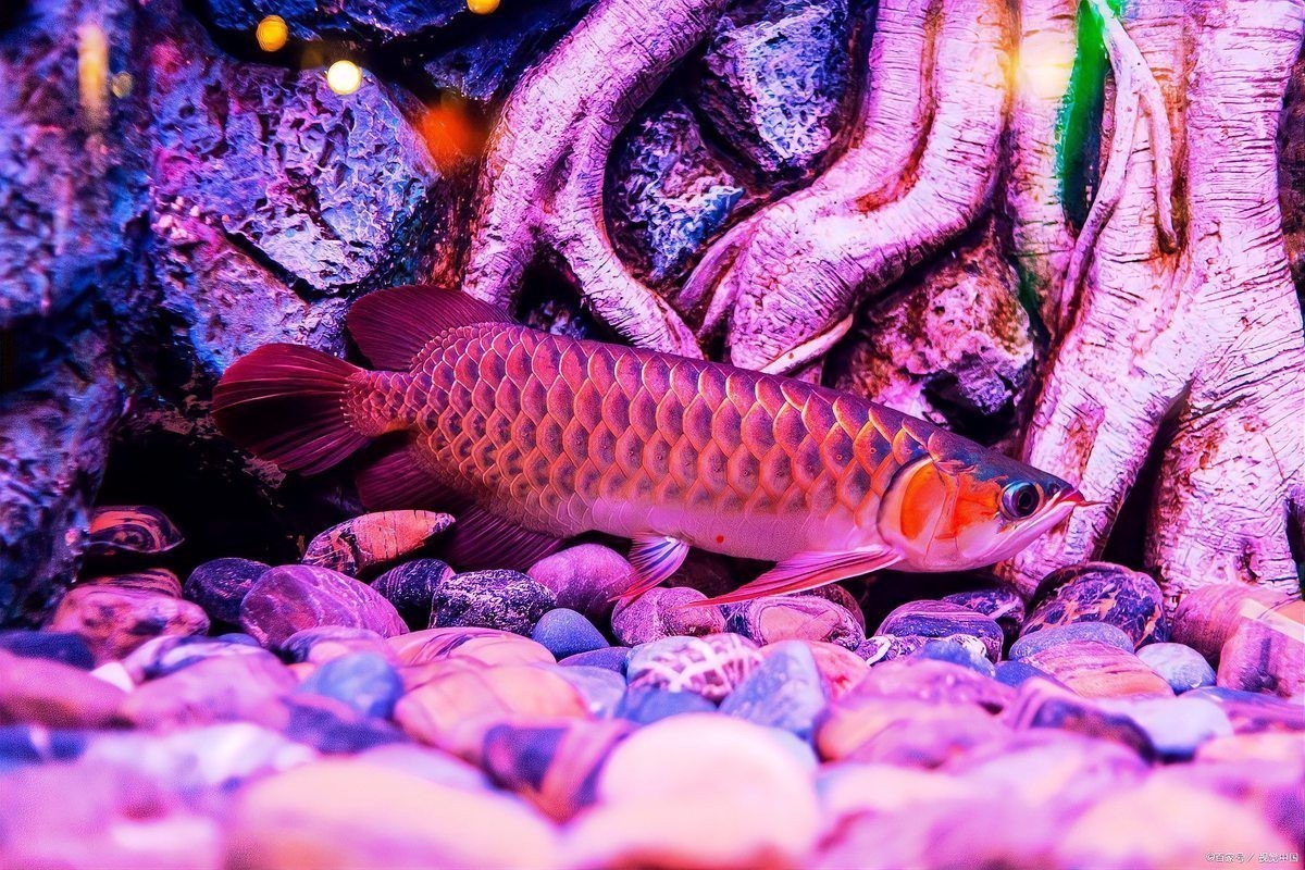 白金龍魚吃什么長得快一點