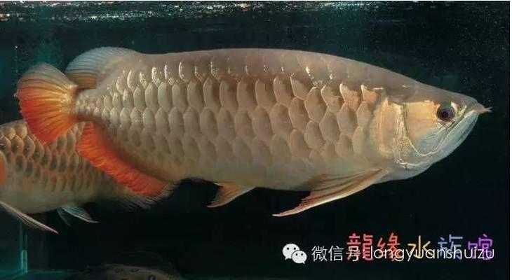 龍魚種類區別在哪里呢（金龍魚與紅龍魚的價格對比，如何辨別龍魚的健康狀態）