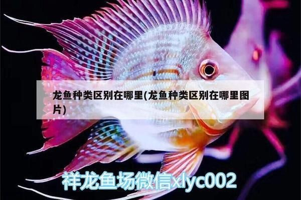 龍魚種類區別在哪里呢（金龍魚與紅龍魚的價格對比，如何辨別龍魚的健康狀態）