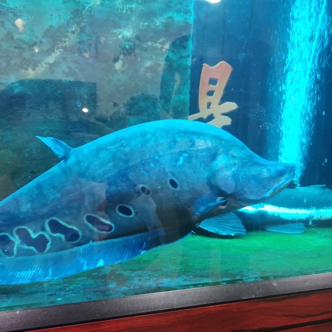 質量好的魚缸加熱棒有哪些型號（高質量魚缸加熱棒的選擇）
