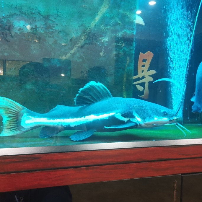 質量好的魚缸加熱棒有哪些型號（高質量魚缸加熱棒的選擇）