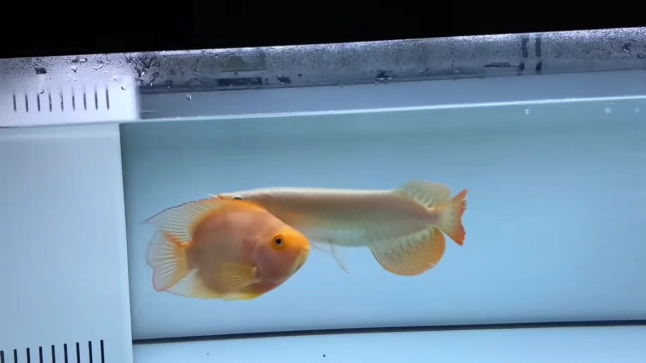 純頭