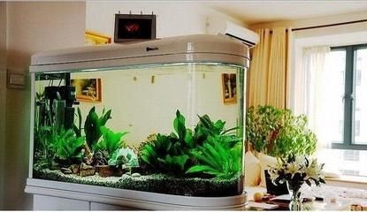 孩子房間可以放魚缸嗎（臥室風水布局全解析臥室風水布局全解析臥室風水布局）