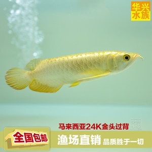家里掛金龍魚（在家中懸掛金龍魚畫被認為具有一定的風水意義）