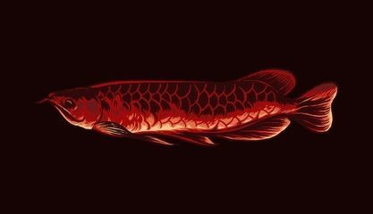龍魚矢量圖：你想找的是龍魚相關的矢量圖素材嗎以下是一些可能對你有用的網站和資源