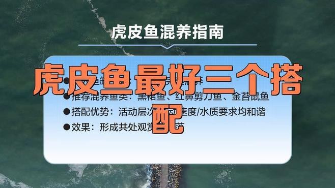 推薦一些適合新手混養的龍魚配魚 推薦一些適合新手混養的龍魚配魚 龍魚百科 第8張