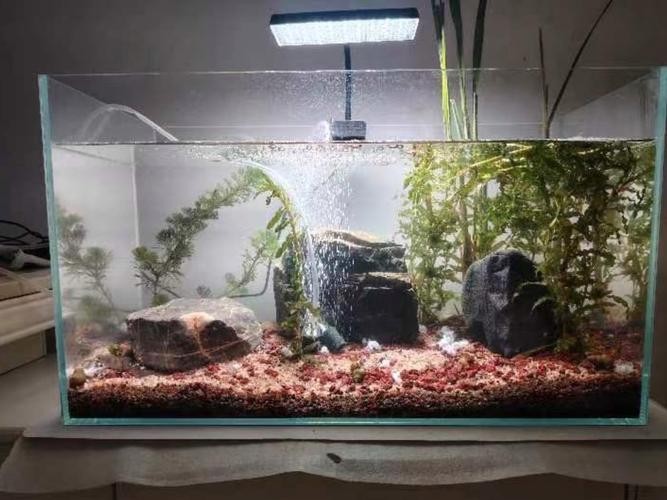 龍魚燈擺放圖片高清版