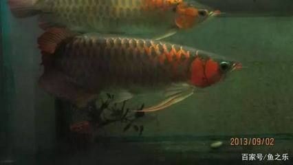 龍魚驚嚇沉頭的原因及預防（龍魚為什么會沉頭）