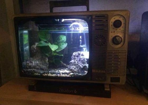 最貴紅龍魚500萬元左右（最貴的紅龍魚多少錢?）