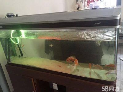 一米魚缸養魚用伊罕600：一米魚缸適合養哪些魚種