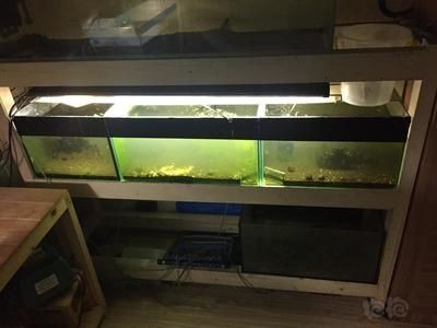一米魚缸養魚用伊罕600：一米魚缸適合養哪些魚種