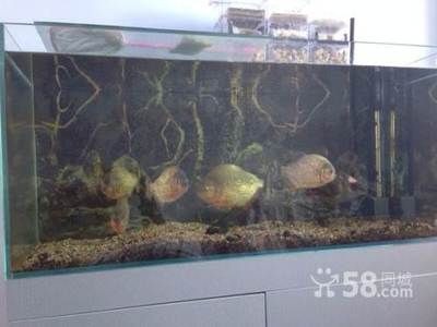 一米魚缸養魚用伊罕600：一米魚缸適合養哪些魚種