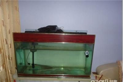 一米魚缸養魚用伊罕600：一米魚缸適合養哪些魚種
